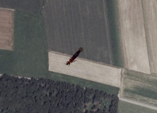 50m earwig captured on Google Earth