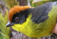 The Yariguies Brush-Finch