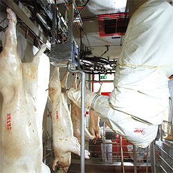 The automated pig-gutting system