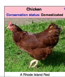 This chicken is under attack [Click to enlarge]