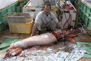 Tsunemi Kubodera and his giant squid