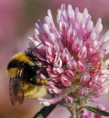 Facing extinction: the Great Yellow Bumblebee (Bombus distinguendus). Pic: The Bumblebee Conservation Trust