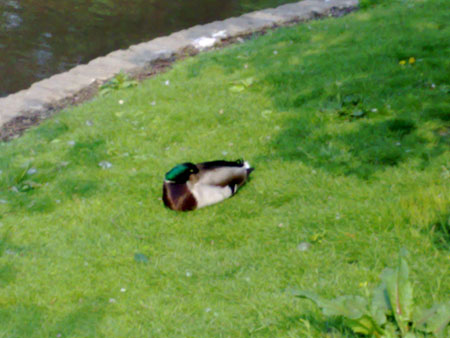 N95 vs Cyber-shot - N95 duck as max digital zoom