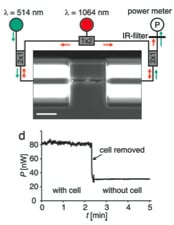 Müller cell, transmitting light with no loss