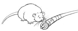 Thurber-esque cartoon of fat mouse looking inquisitively at a fibre optic cable