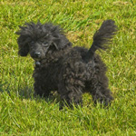 Harry the Rottweiler - aka small black poodle called Patsy