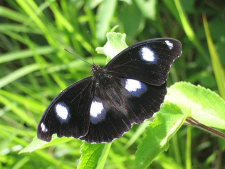 The male 'Blue moon' butterfly. Image credit: Sylvain Charlat