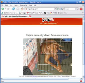 Picture of dog in a cage with an ethernet cable in his mouth