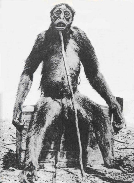 A picture of the supposed ape shot by de Loys