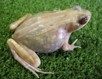 see through frog