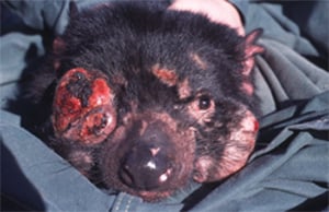 Tasmanian devil tumour