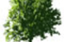 Nokia_tree_SM