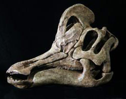 Reconstruction of Velafrons coahuilensis's skull. Image: Gaston Design, Inc