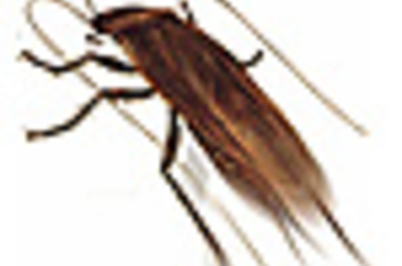 Cockroach