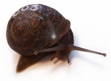 RFID_snail