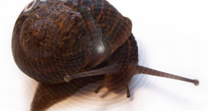 RFID_snail