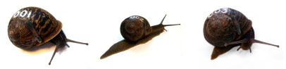 RFID_snail_trio