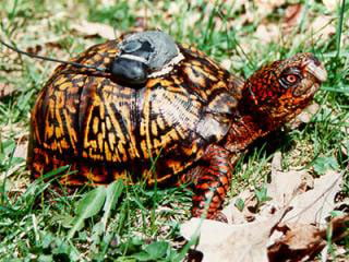 GPS_turtle_SMALL