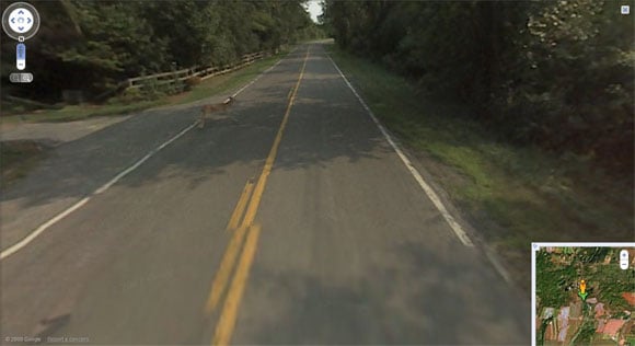 Deer runs out in front of Street View vehicle