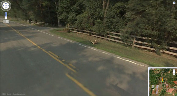 Dead deer seen lying at side of road