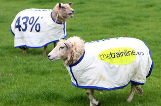 thetrainline_sheep