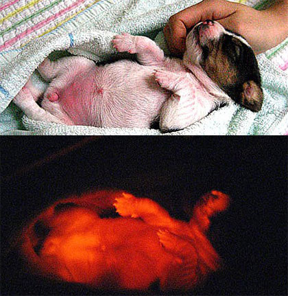 One of the Ruppy puppies show in visible and UV light. Pic: Lee Byeong-chun of Seoul National University
