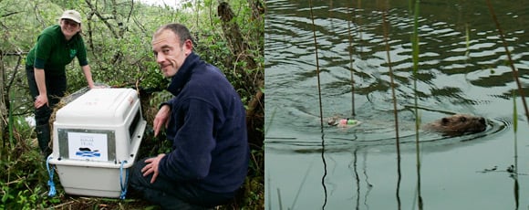 The release of beavers in Scotland