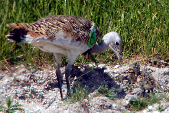 Great Bustard with chicks on Salisbury Plain. Pic: Grahame Madge RSPB