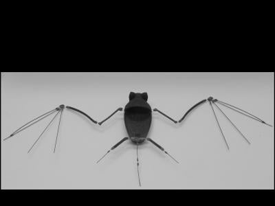 The NCSU robobat. Credit: Gheorghe Bunget