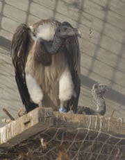 fledgling vulture