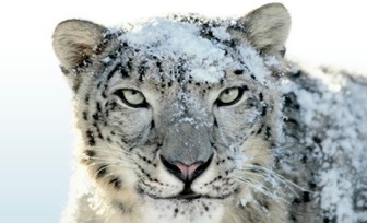 windows support software for mac snow leopard