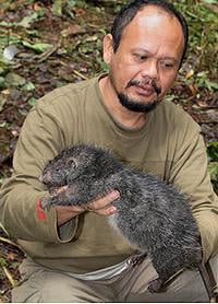 The giant rat from the Foja Mountains. Pic: Bruce Beehler / Conservation International