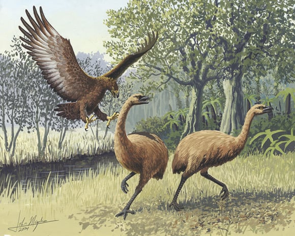 Haast's eagle attacking moa. Art: John Megahan