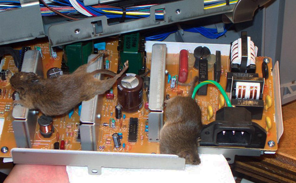 Two dead mice fried by printer power supply