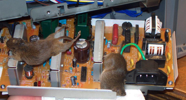 Two dead mice fried by printer power supply