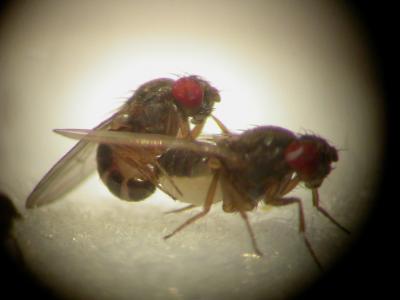 Drosophila pseudoobscura getting it on. Credit: Exeter Uni