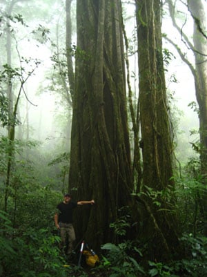 Tree sampling in the Monteverde cloud forest. Credit: Jorge Porras