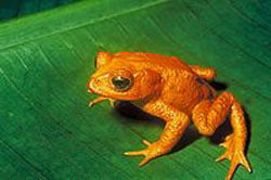 The extinct golden toad of the Monteverde cloud forests. Credit: US Fish & Wildlife Service