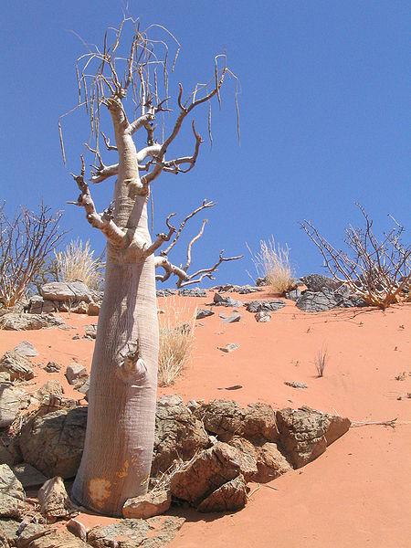 Moringa tree in Namibia. Credit: Violet Gottrop