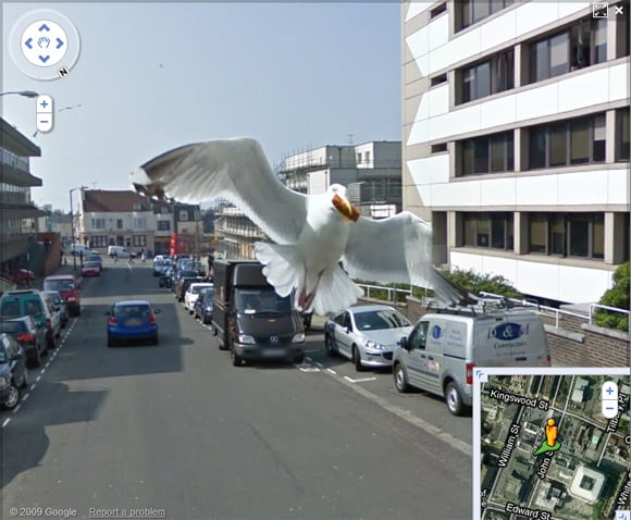 Seagull caught in flight in Brighton