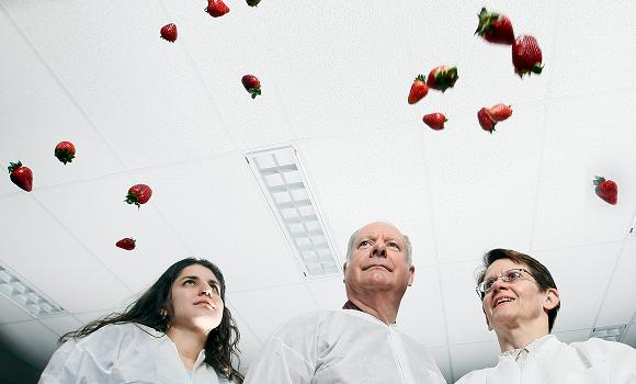 Strawberries suitable for growing in space. Credit: Purdue University