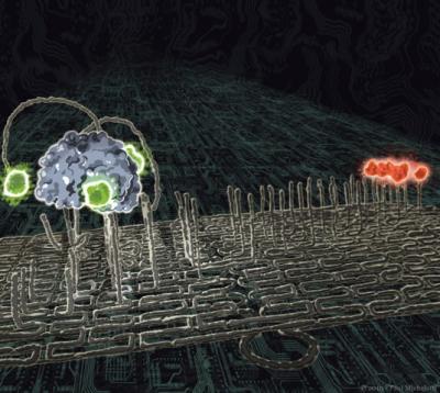 DNA walker nanobot in action. Credit: Paul Michelotti