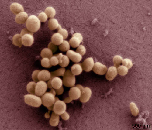 M. mycoides JCVI-syn1.0