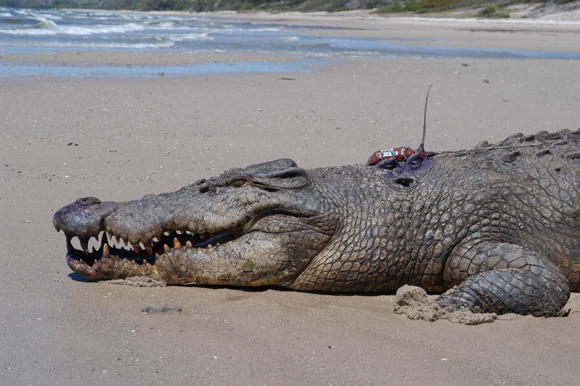 A croc bugged by Steve Irwin. Credit: Australia Zoo