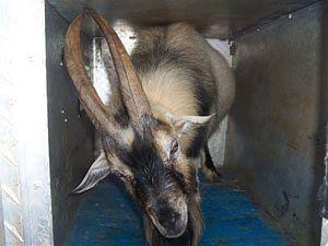 Police picture of the liberated goat