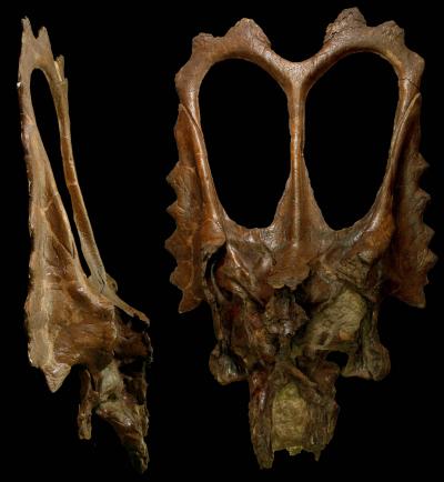 The skull of Mojoceratops perifania. Credit: Yale