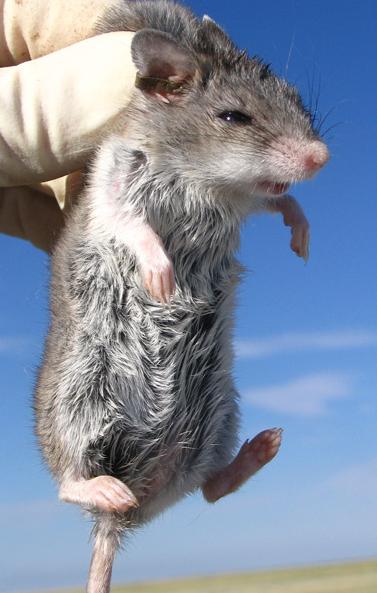 A carnivorous grasshopper mouse. Credit: Dan Salkeld