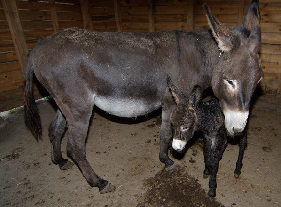 Susi and Aladdin a few minutes after the birth