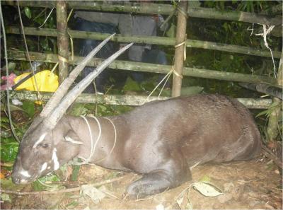 The rare saola (or 'unicorn') of the Annamite mountains. Credit: Bolikhamxay Provincial Conservation Unit