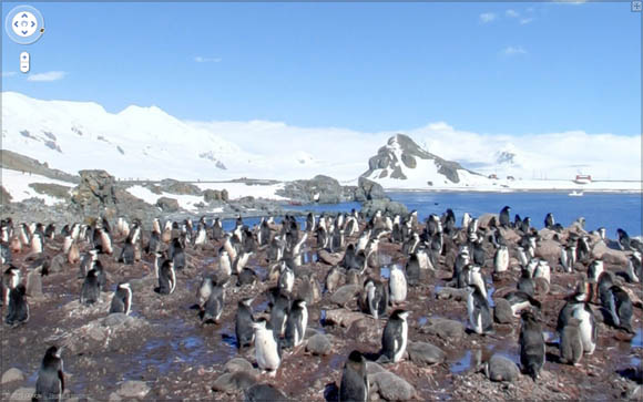 Google Street View penguins